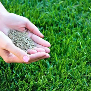 Kartsyy Hybrid Grass Seeds – Pack of 100