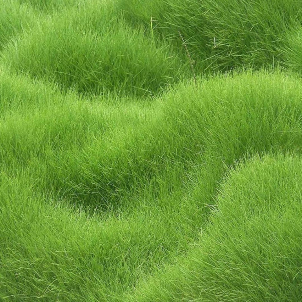 Kartsyy Hybrid Grass Seeds – Pack of 100