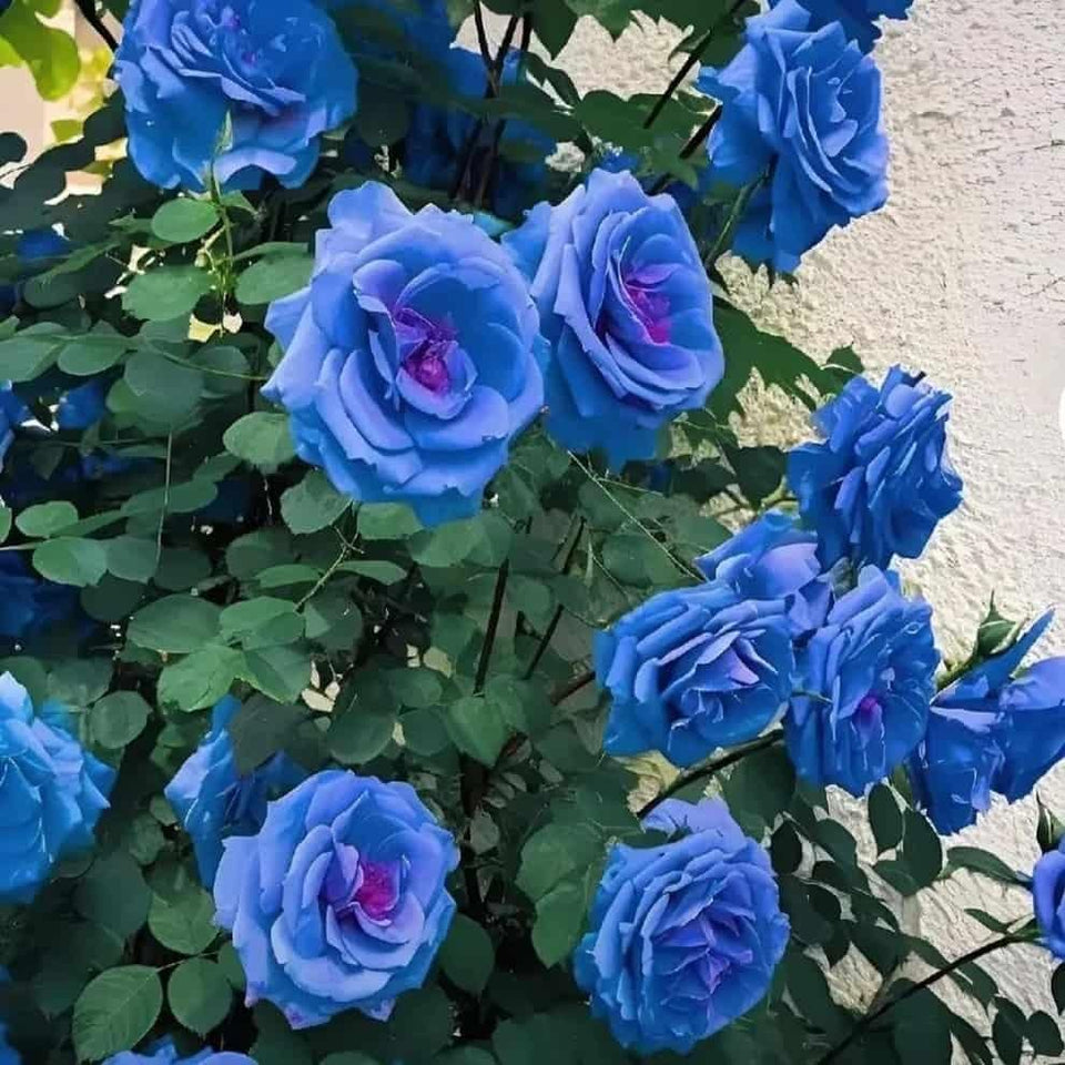 Kartsyy Blue Climbing Rose Seeds