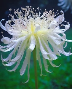Kartsyy Lily Equinox Flower Bulbs