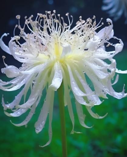 Kartsyy Lily Equinox Flower Bulbs