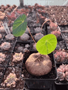 Kartsyy Stephania Erecta Plant