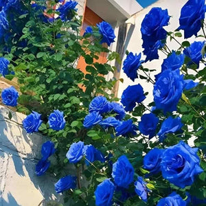 Kartsyy Blue Climbing Rose Seeds