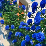 Kartsyy Blue Climbing Rose Seeds