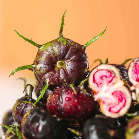 Kartsyy Red Berry Ginseng Spider Fruit Seeds