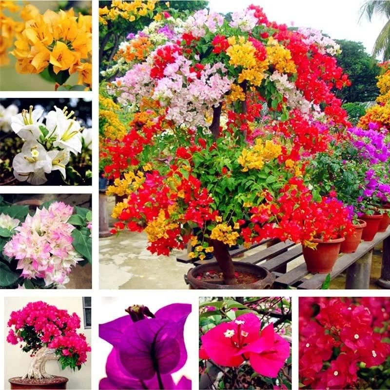Kartsyy Bougainvillea Flower Seeds – Mixed Colors