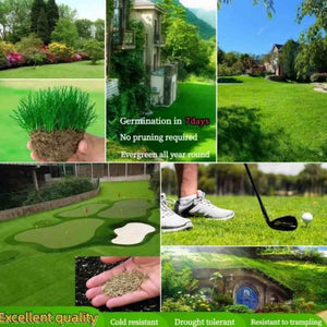 Kartsyy Hybrid Grass Seeds – Pack of 100