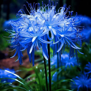 Kartsyy Lily Equinox Flower Bulbs