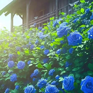Kartsyy Blue Climbing Rose Seeds