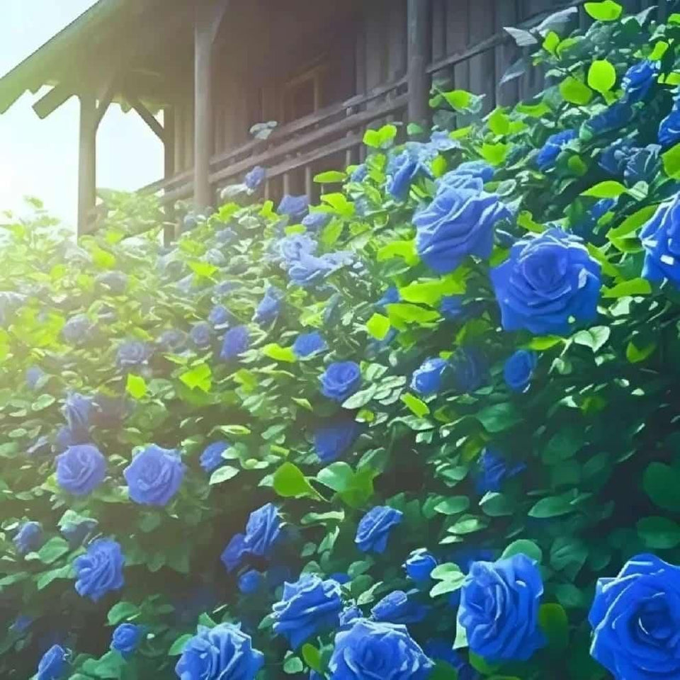 Kartsyy Blue Climbing Rose Seeds