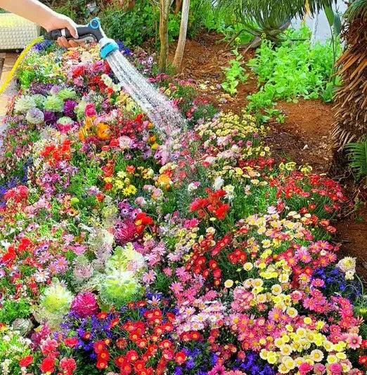 Kartsyy Flower Seeds – Pack of 100 + Free Growth Supplement