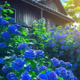 Kartsyy Blue Climbing Rose Seeds