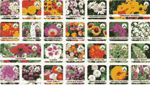Kartsyy Flower Seeds – Pack of 100 + Free Growth Supplement