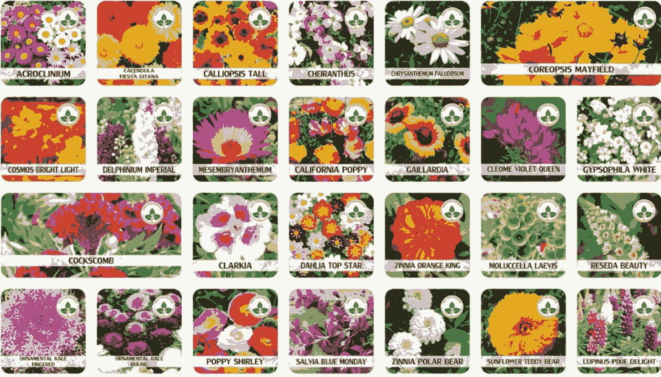 Kartsyy Flower Seeds – Pack of 100 + Free Growth Supplement