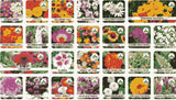 Kartsyy Flower Seeds – Pack of 100 + Free Growth Supplement
