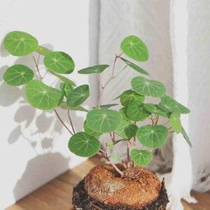 Kartsyy Stephania Erecta Plant