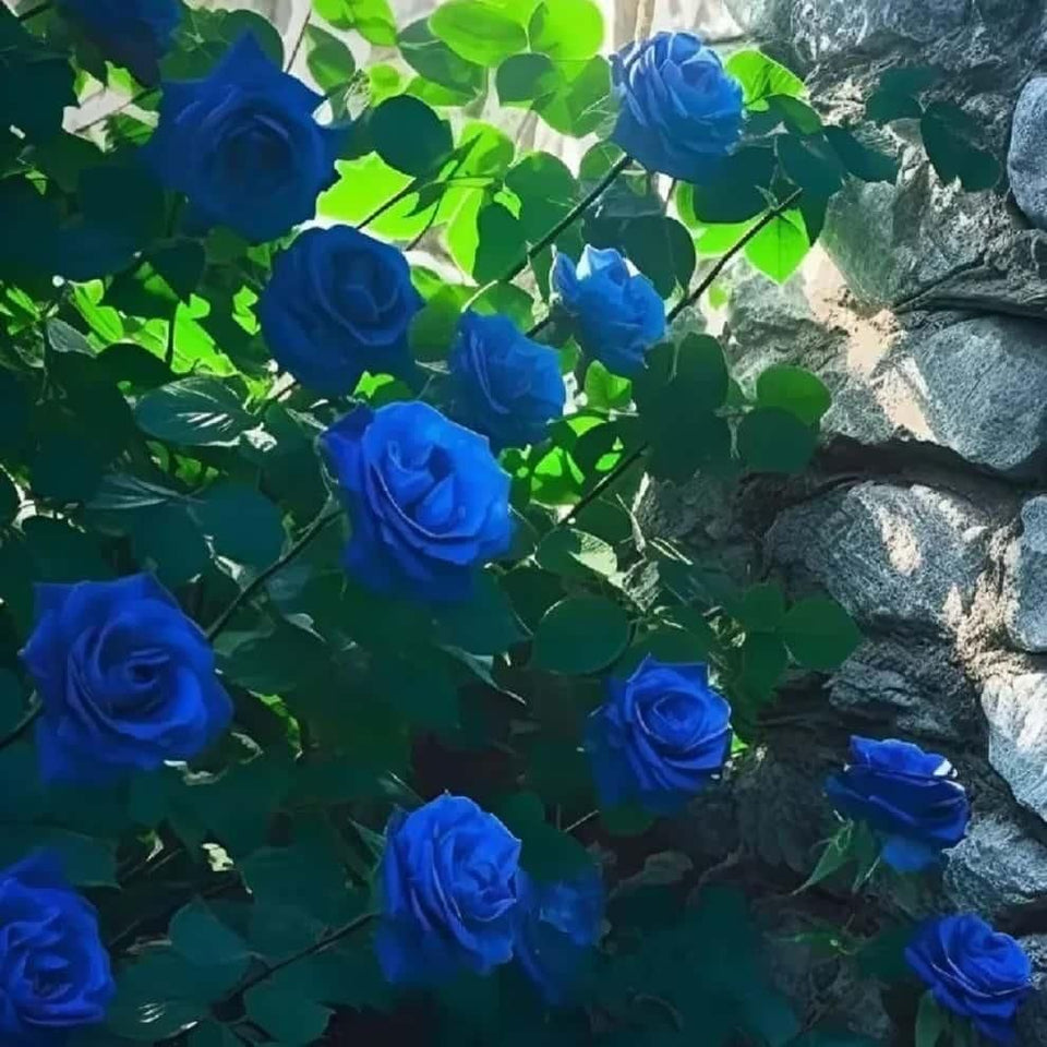 Kartsyy Blue Climbing Rose Seeds