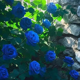 Kartsyy Blue Climbing Rose Seeds