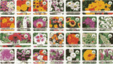 Kartsyy Flower Seeds – Pack of 100 + Free Growth Supplement